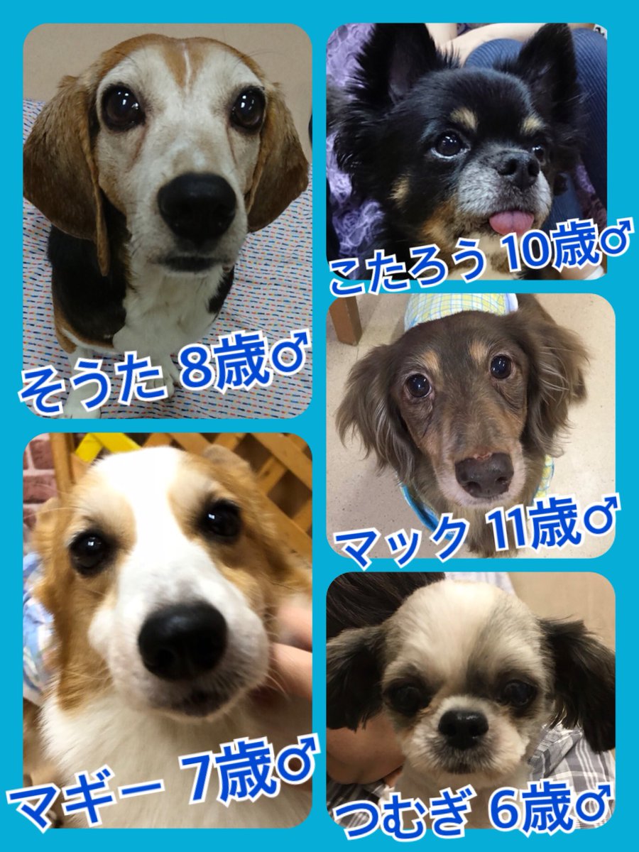 🐾今日の里親様募集中ワンコ🐶メンバーです🐾2018,9,2